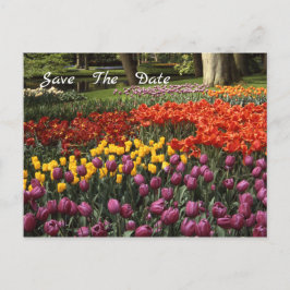 Tulips Ankündigung Datum freihalten Postkarte