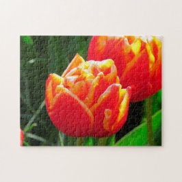 Tulips aus Amsterdam.