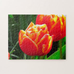 Tulips aus Amsterdam.