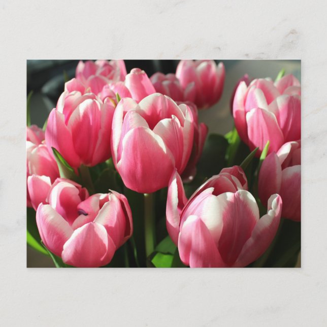 Tulips aus Amsterdam 2 Postkarte (Vorderseite)