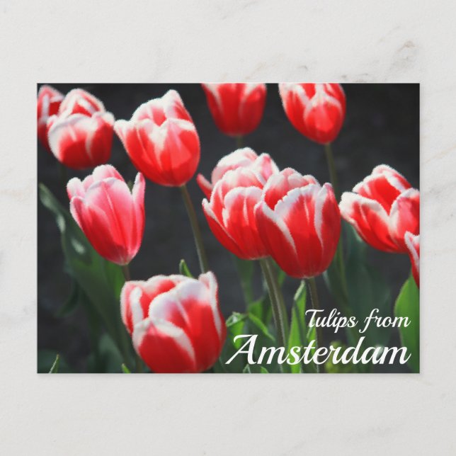 Tulips aus Amsterdam Postkarte (Vorderseite)