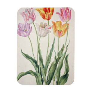 Tulips aus dem "Nassau Florilegium" (w/c auf Papel Magnet