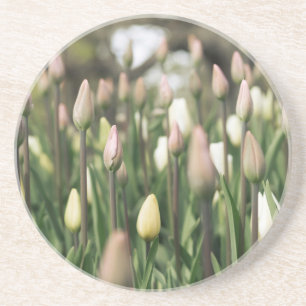 Tulips beginnen zu blühen getränkeuntersetzer