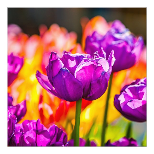 Tulips Bezaubernd Lila Fotodruck (Vorne)