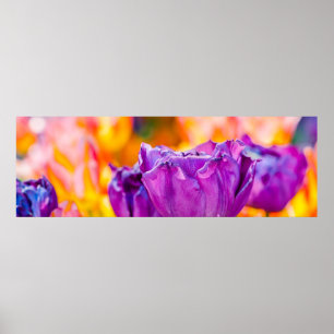 Tulips Bezaubernd Lila Poster