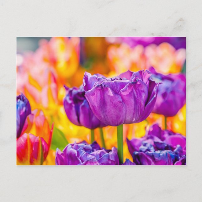 Tulips Bezaubernd Lila Postkarte (Vorderseite)