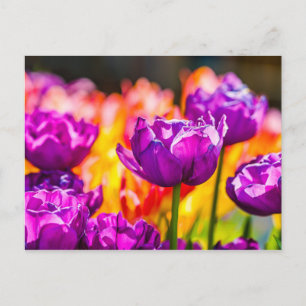 Tulips Bezaubernd Lila Postkarte