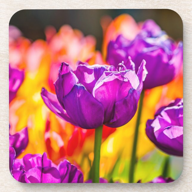 Tulips Bezaubernd Lila Untersetzer (Vorderseite)