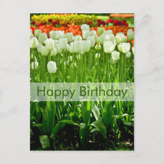 Tulips Birthday Postcard | Geburtstagskarte Tulpen Postkarte