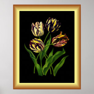 Tulips Bizarres ~ Botanische Kunst Poster