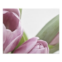 Tulips blühen