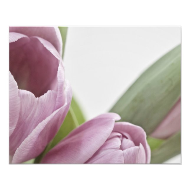 Tulips blühen fotodruck (Vorne)