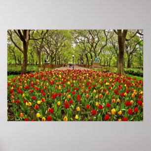 Tulips Central Park NYC Poster