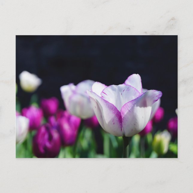 Tulips Deluxe Postkarte (Vorderseite)