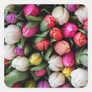 Tulips Farbige Blume Ostern Frühling Quadratischer Aufkleber
