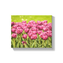 Tulips Field Blume Foto
