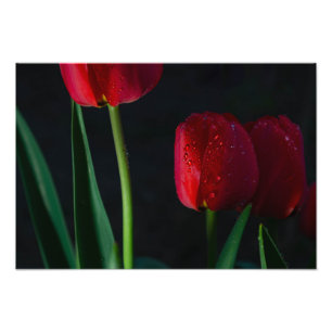 Tulips Foto Print