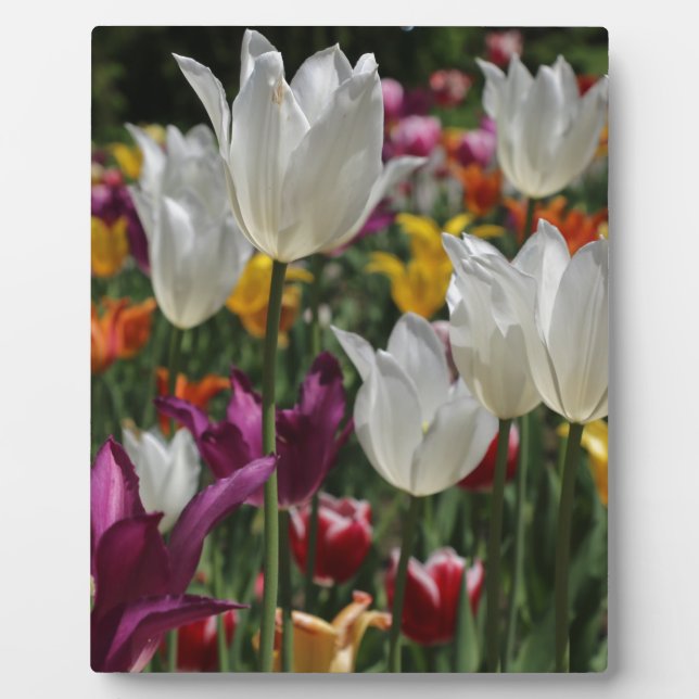 Tulips Fotoplatte (Vorderseite)