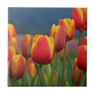 Tulips für die Mama Fliese