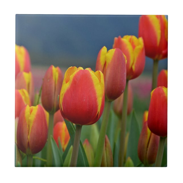 Tulips für die Mama Fliese (Vorderseite)