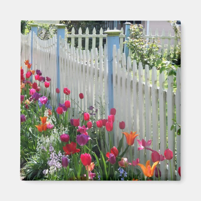 Tulips Garden Weißen Zaun Quadrat Magnet (Vorne)