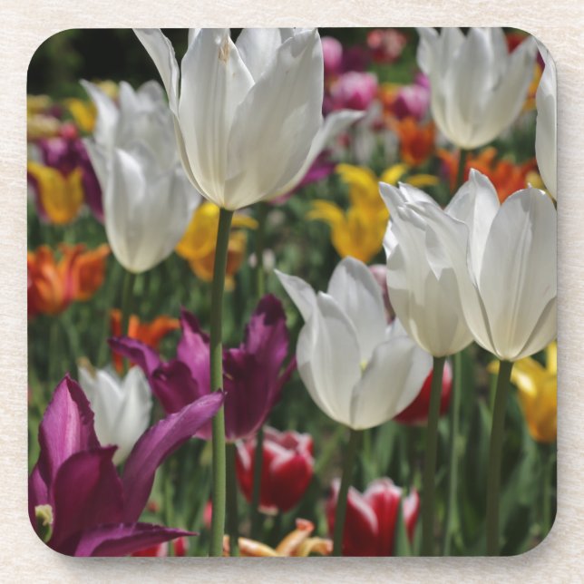 Tulips Getränkeuntersetzer (Vorderseite)
