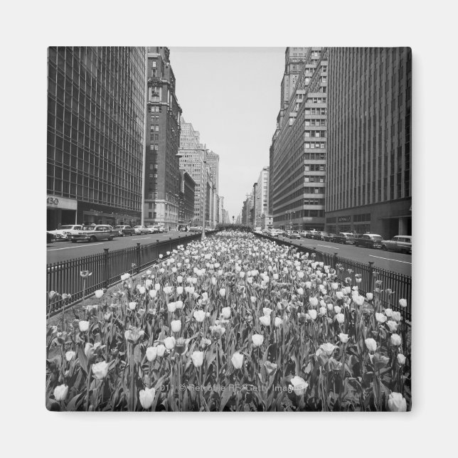Tulips in der Mitte der Stadtstraße Magnet (Vorne)