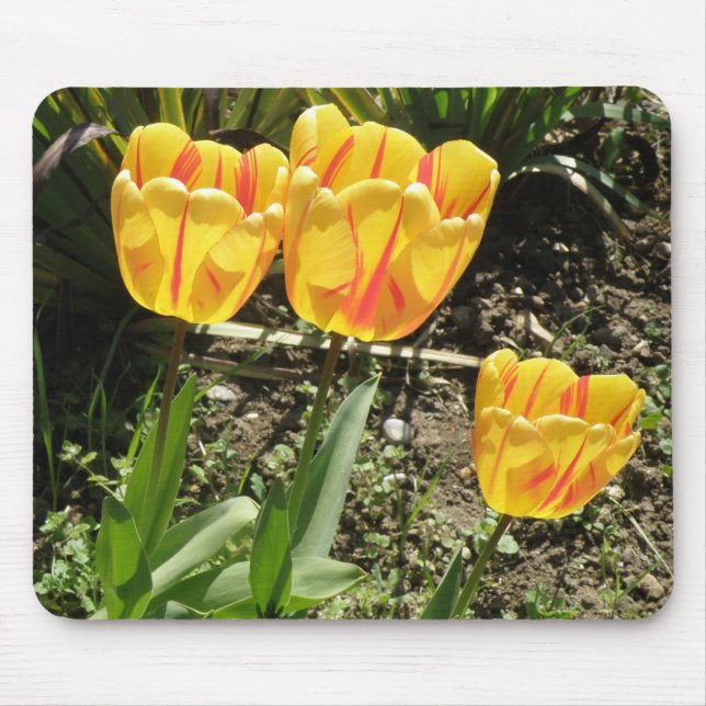 Tulips in der Sonne Mousepad (Vorne)