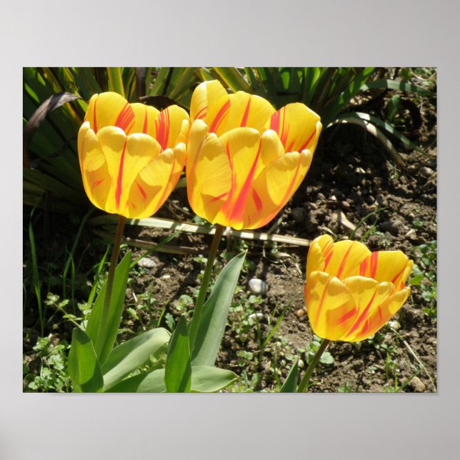 Tulips in der Sonne Print Poster (Vorne)