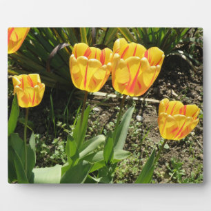 Tulips in der Sun Plaque Fotoplatte
