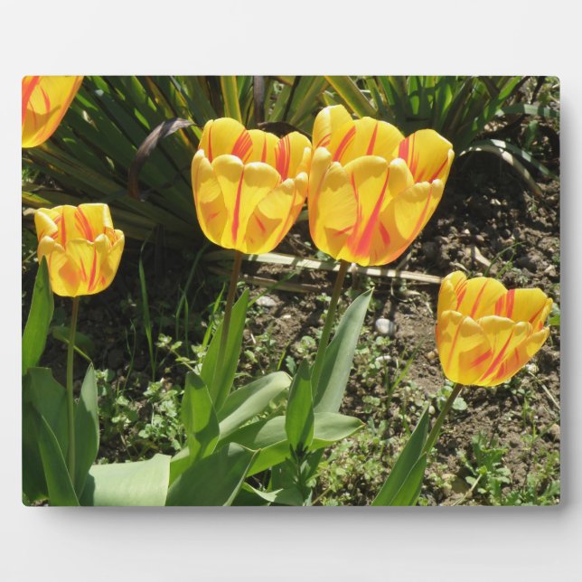 Tulips in der Sun Plaque Fotoplatte (Vorderseite)