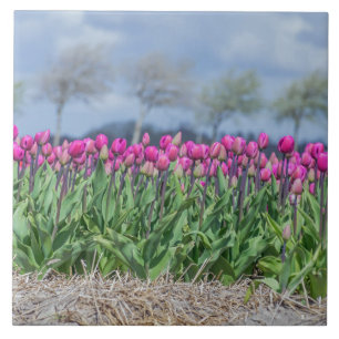 Tulips in einem Feld in Holländischen Keramik Flie Fliese