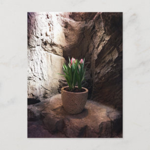 Tulips in einem Grotto Postkarte