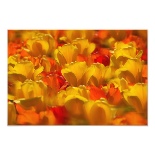 Tulips in Keukenhof Gardens, Amsterdam, 2 Fotodruck (Vorne)