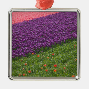 Tulips in Keukenhof Gardens, Amsterdam, 3 Silbernes Ornament