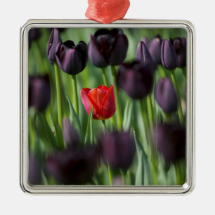 Tulips in Keukenhof Gardens, Amsterdam, Silbernes Ornament