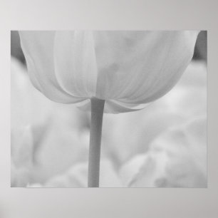 Tulips in Keukenhof Gardens, Holland. Poster