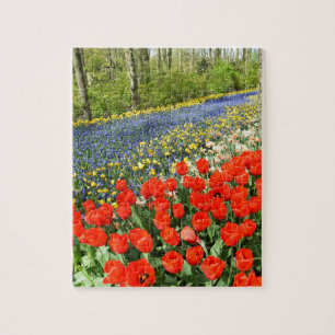 Tulips in Wäldern