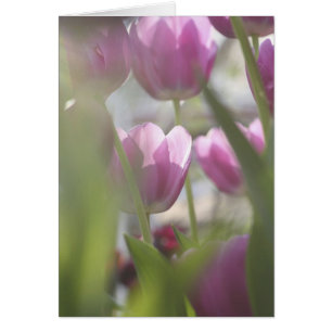 Tulips, Keukenhoff Gardens, Niederlande.
