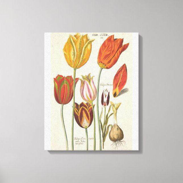 Tulips Leinwanddruck (Vorderseite)