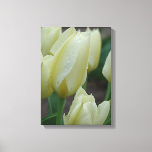 Tulips nach dem Regen Leinwanddruck