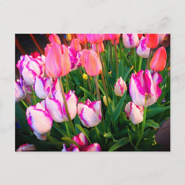 Tulips Peace Flame & Affaire #2 Carte postale (Devant)