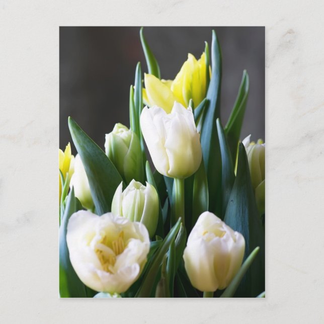 Tulips Postcard Postkarte (Vorderseite)