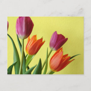 Tulips Postcard Postkarte
