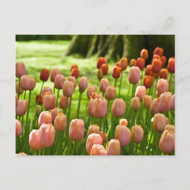 Tulips Postcard | Tulpen Postkarte (Vorderseite)