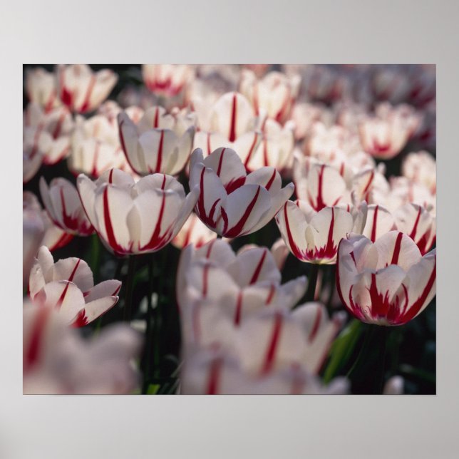 Tulips Poster (Vorne)