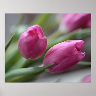 Tulips Poster