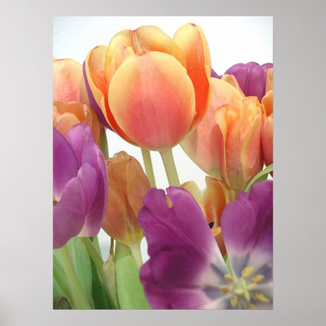 TULIPS POSTER (Vorne)