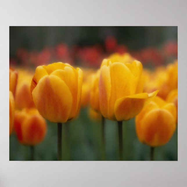 Tulips Poster (Vorne)