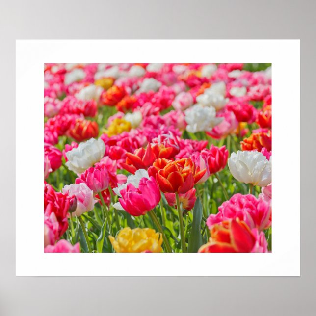 Tulips Poster (Vorne)